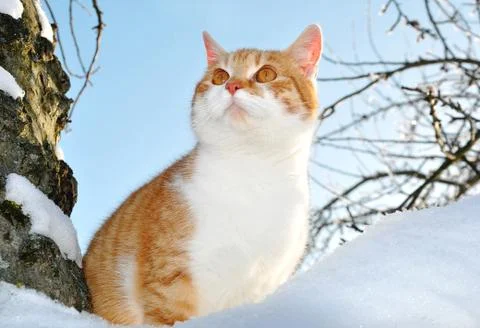 Cat sitting on a tree Stock-Fotos