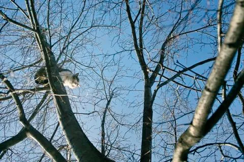 Cat Sitting On Tree Stockfoto's