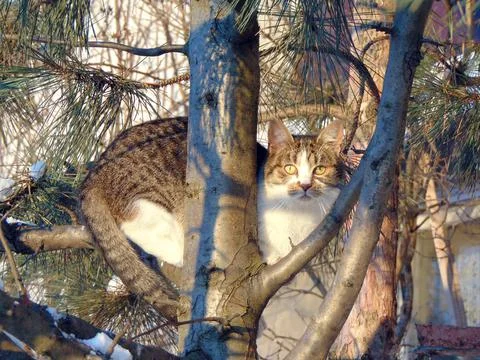 A cat is sitting in the tree Stock Photos