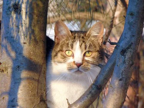 A cat is sitting in the tree Photos