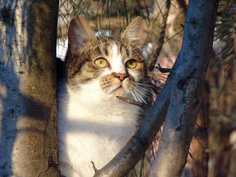 A cat is sitting in the tree Фото