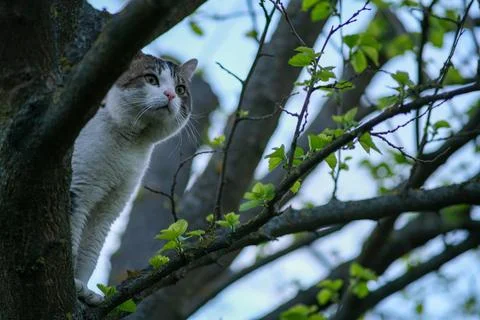 The cat is sitting on a tree. Stock Photos