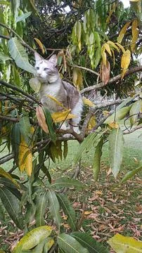 Cat sitting in a tree Stock Photos