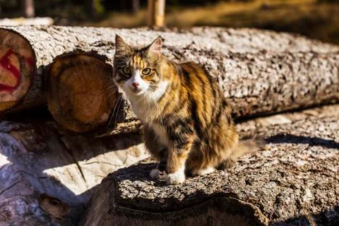 Cat sitting on a trunk Stock Photos