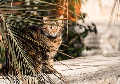 Cat Sitting Under Palm Branches In Summer Garden. Tabby cat, brown, black and Stock Photos