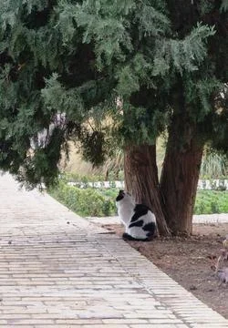 Cat sitting under a tree in a park Stock Photos