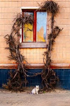 Cat sitting under a window framed by climbing branches on a brick wall Stock Photos