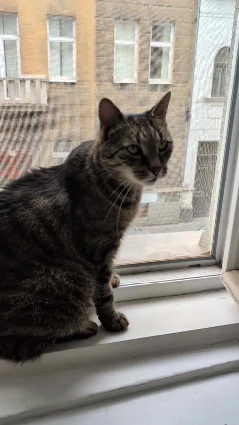 Cat Sitting in an Urban Window Stock Footage 341697079