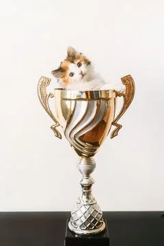 A cat sitting in a vase on a table Stock Photos
