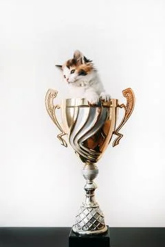 A cat sitting in a vase on a table Stock Photos