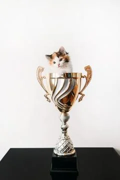 A cat sitting in a vase on a table Stock Photos