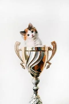 A cat sitting in a vase on a table Stock Photos
