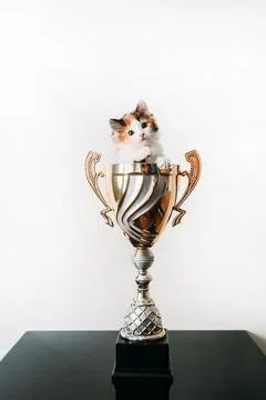 A cat sitting in a vase on a table Stock Photos