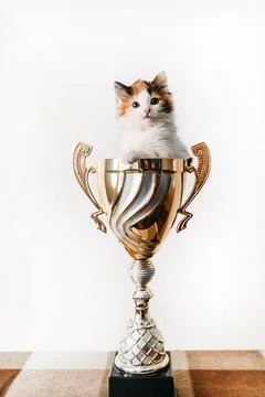 A cat sitting in a vase on a table Stock Photos