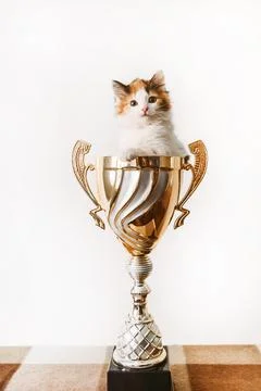 A cat sitting in a vase on a table Stock Photos
