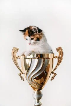 A cat sitting in a vase on a table Stock Photos