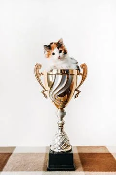 A cat sitting in a vase on a table Stock Photos