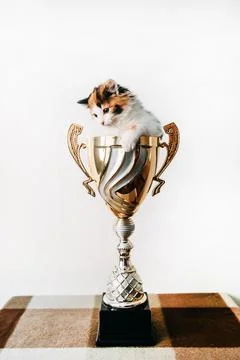 A cat sitting in a vase on a table Stock Photos