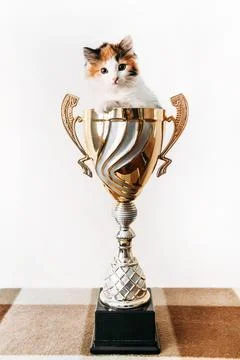 A cat sitting in a vase on a table Stock Photos