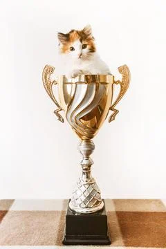 A cat sitting in a vase on a table Stock Photos