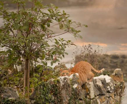 Cat  sitting  on a  wall ginger cat Stock Photos
