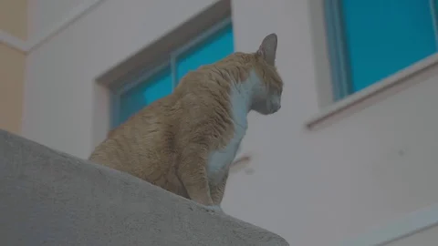 Cat sitting on a wall in an old southern european village/town Stock Footage 88903391