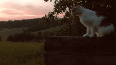 Cat sitting on a wall overlooking the sunset Video stock 73132773