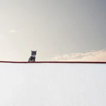 Cat sitting on the wall Stock Photos