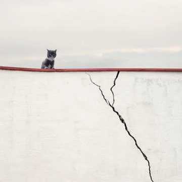 Cat sitting on the wall Stock Photos