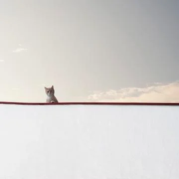 Cat sitting on the wall Stock Photos