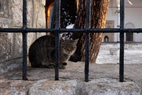 Cat Sitting on Wall Stock Photos