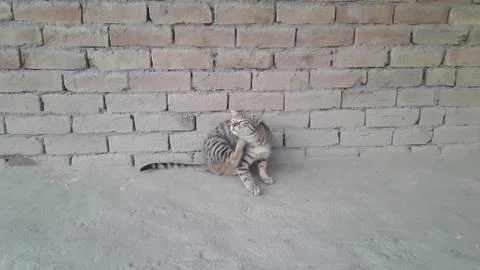 This cat is sitting with wall Foto stock