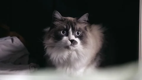 Cat Sitting In Wardrobe With Clothes Stock Footage 168817234
