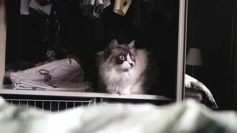 Cat Sitting In Wardrobe With Clothes Stock Footage 168817240