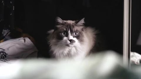 Cat Sitting In Wardrobe With Clothes Stock Footage 168817242