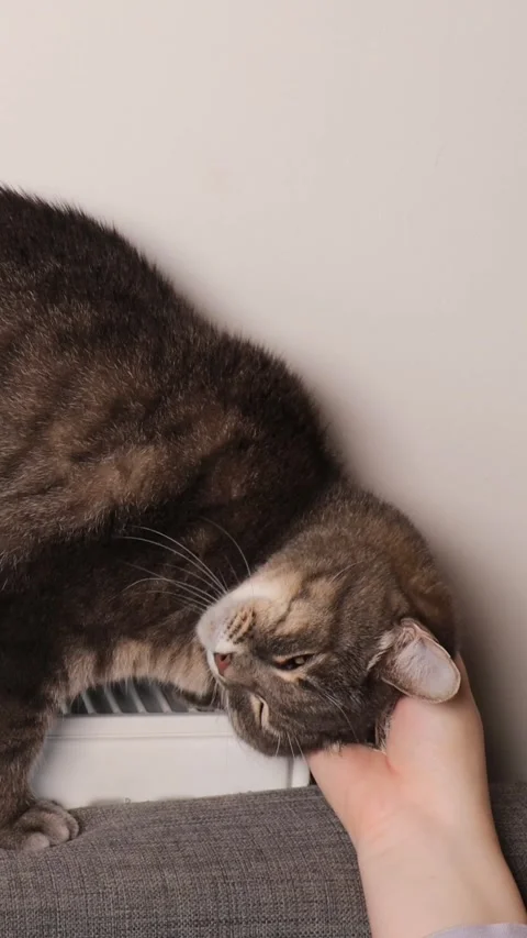 Cat Sitting on Warm Radiator While Owner Gently Pets It. Cozy Interaction in Stock Footage 314430816