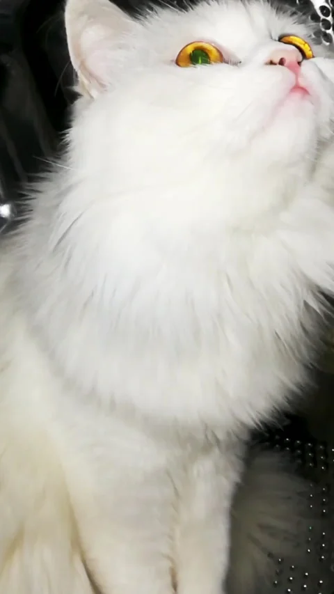 Cat sitting in washing machine Vídeo Stock 184242339