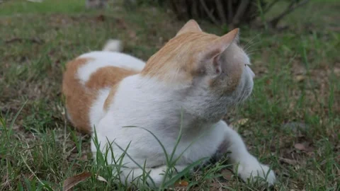 Cat sitting while looking off camera possibly annoyed. Stock Footage 306826774