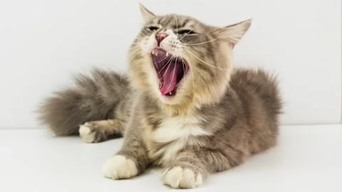 Cat sitting on a white background 1 Stock Footage 247650632