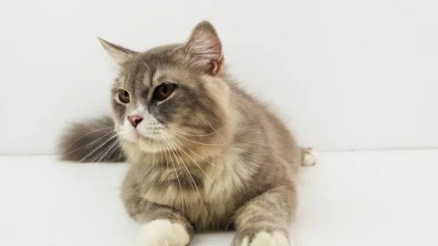 Cat sitting on a white background 2 Stock Footage 247652259