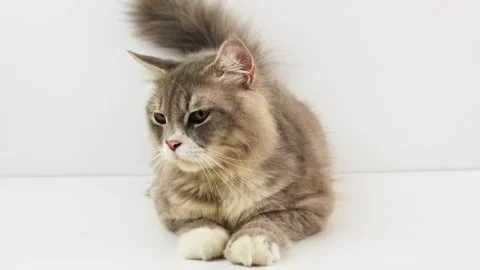 Cat sitting on a white background 3 Stock Footage 247652351