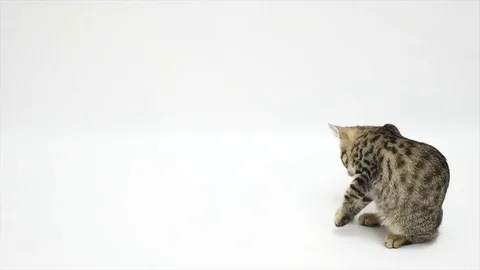 A cat is sitting on a white background Stock Footage