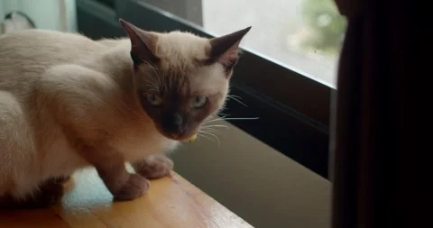 Cat sitting by the window and looking at the camera.Cat eye blue. Stock Footage 250070431
