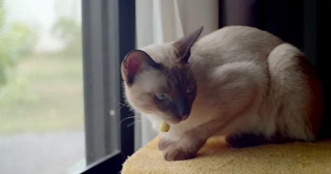 Cat sitting by the window and looking at the camera.Cat eye blue.Gray cat look c Stock Footage 250071067