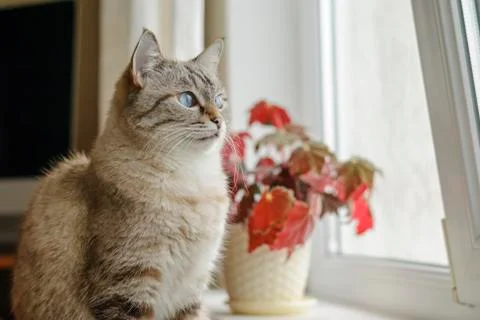 Cat sitting at the window and looking outside Stock Photos