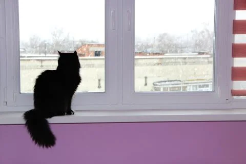 Cat sitting at window and looking out. Pet on window-sill Stock Photos