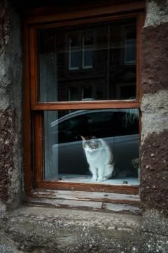 A cat is sitting on the window and looking at the city street Stock Photos