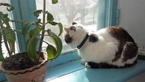 The cat is sitting by the window .Cat closeup. Stock Photos