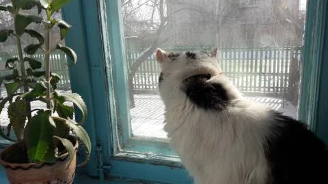 The cat is sitting by the window .Cat closeup. Stock Photos
