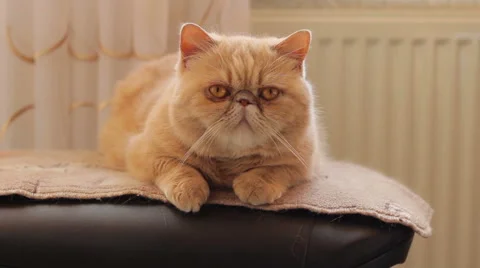 Cat sitting by the window 스톡 동영상 60943344